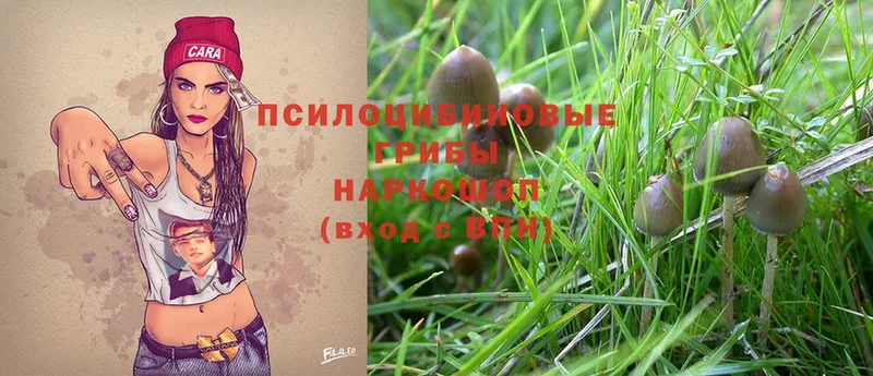 цена наркотик  Курганинск  Галлюциногенные грибы MAGIC MUSHROOMS 